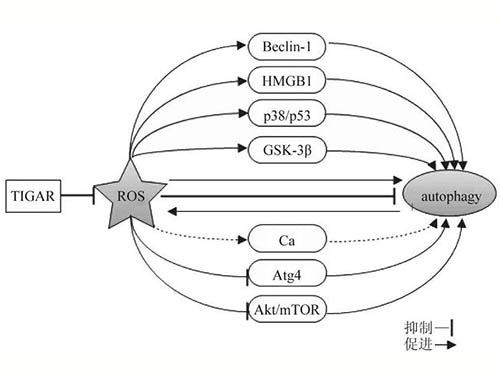 活性氧與自噬的研究進(jìn)展
