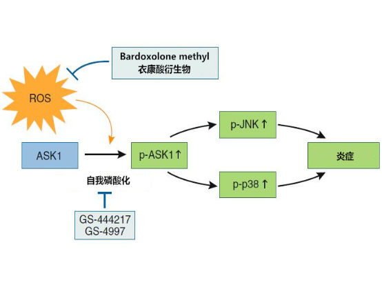 活性氧簇及其介導的自噬