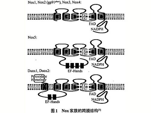 信號配體誘導的活性氧生成