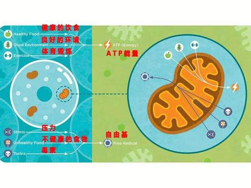 線粒體DNA損傷和自由基