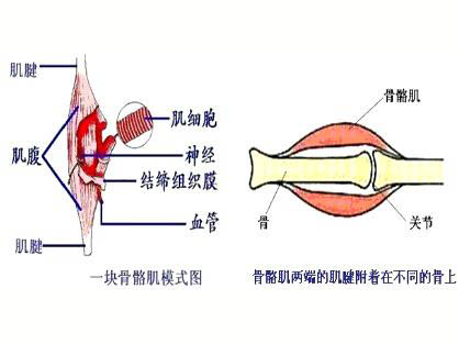 運(yùn)動性骨骼肌微損傷的特性