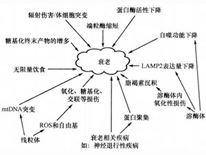 衰老概說