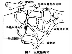 衰老與微循環(huán)學(xué)說