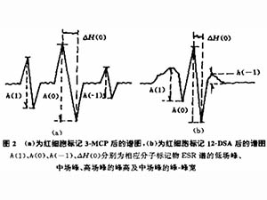 自由基對紅細(xì)胞膜分子流動性的影響