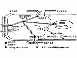 血流剪應(yīng)力、生物力藥理學(xué)與疾病防治