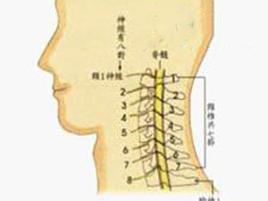 頸椎結(jié)構(gòu)簡介