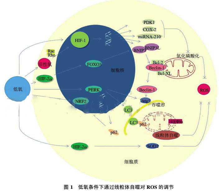 線粒體自噬在低氧適應(yīng)中的作用